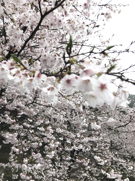 お庭に植えられた満開の桜（昨年の春のお写真です）